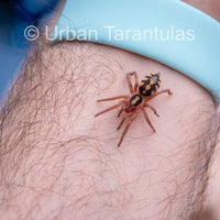 Pumpkin Patch Tarantula - Hapalopus Formosus - Colombia