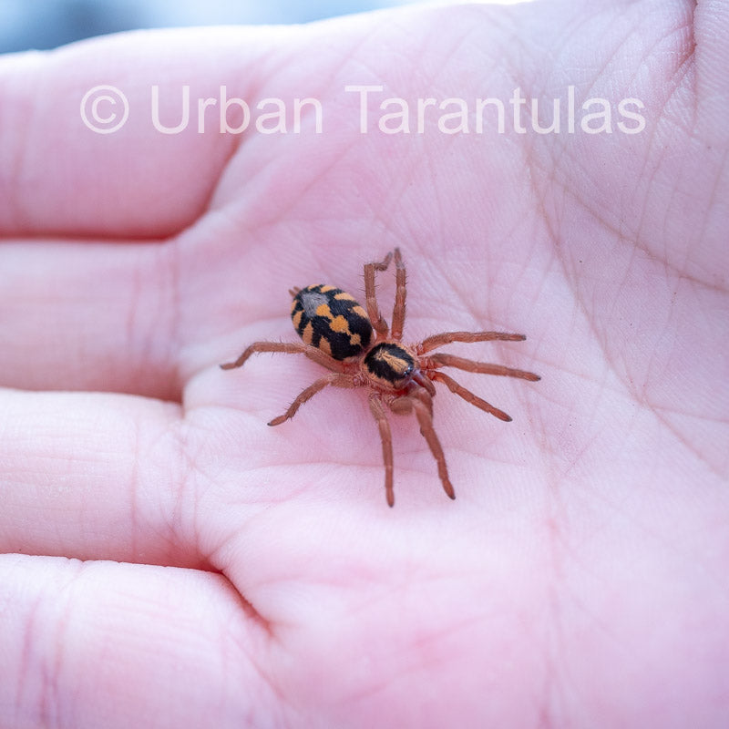 Pumpkin Patch Tarantula - Hapalopus Formosus (Colombia)