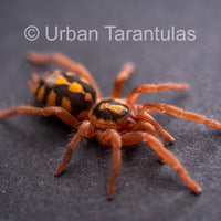 Pumpkin Patch Tarantula - Hapalopus Formosus - Colombia