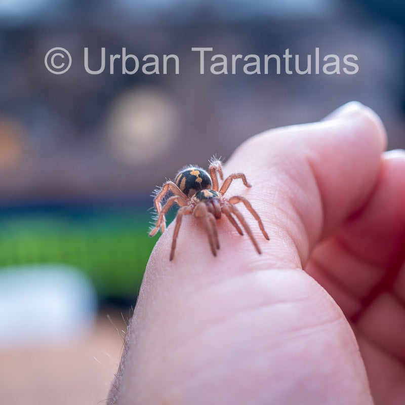 Pumpkin Patch Tarantula - Hapalopus Formosus (Colombia)