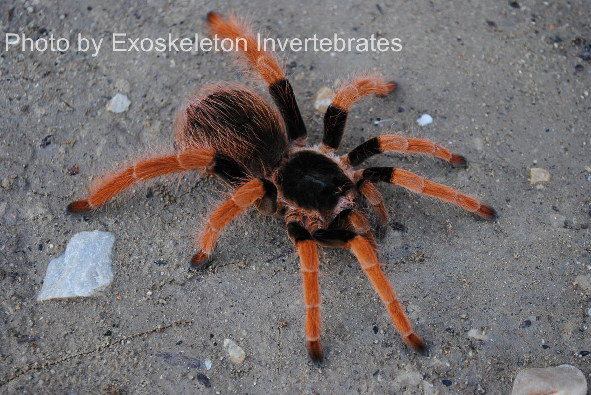 Colombian Giant Redleg Tarantula | Megaphobema robustum Tarantula