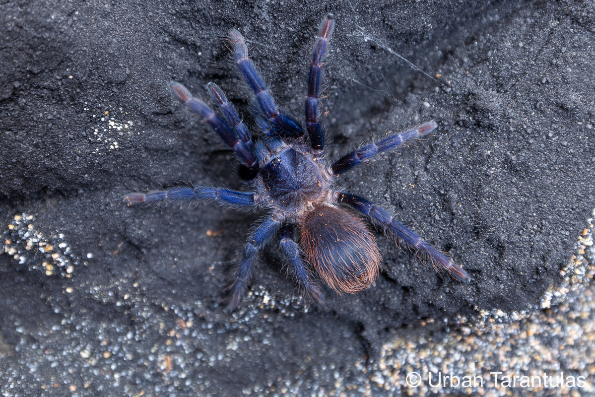 pterinopelma sazimai The Brazilian Blue Beauty Urban Tarantulas