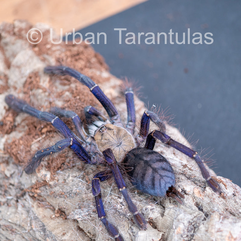 Singapore Blue - Omothymus violaceopes