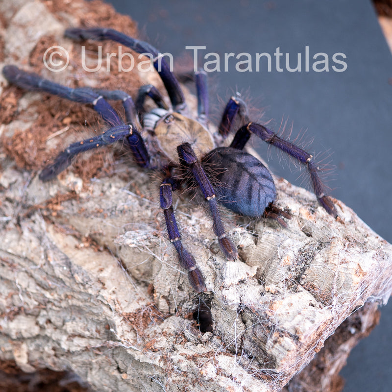 Singapore Blue - Omothymus violaceopes
