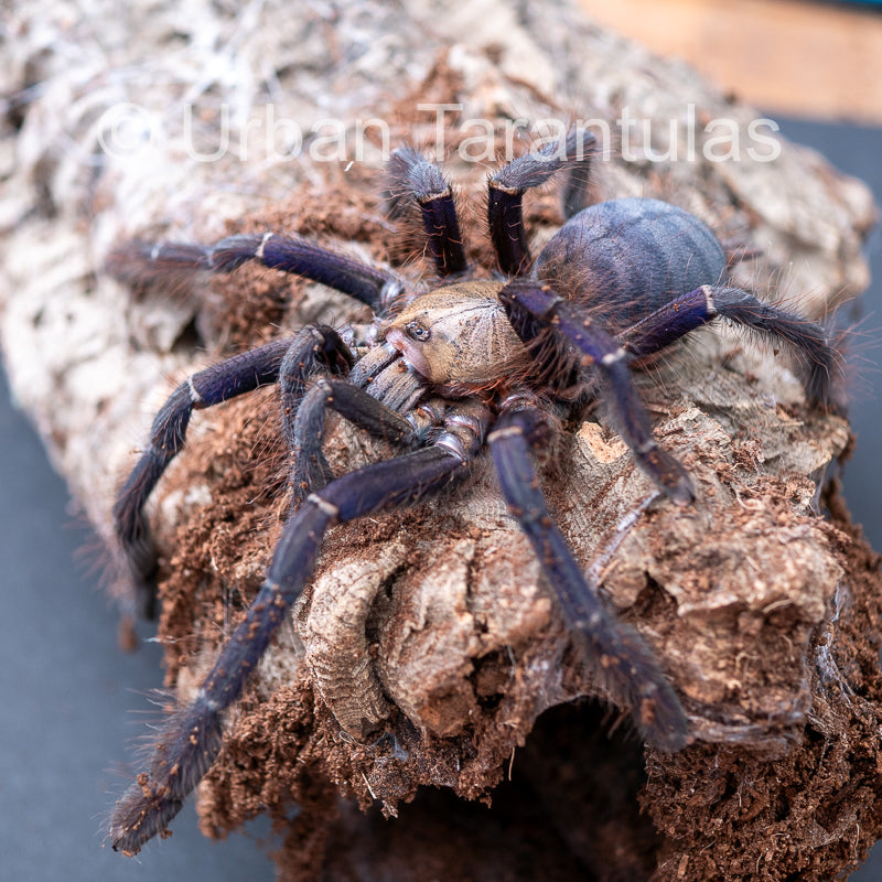 Singapore Blue - Omothymus violaceopes