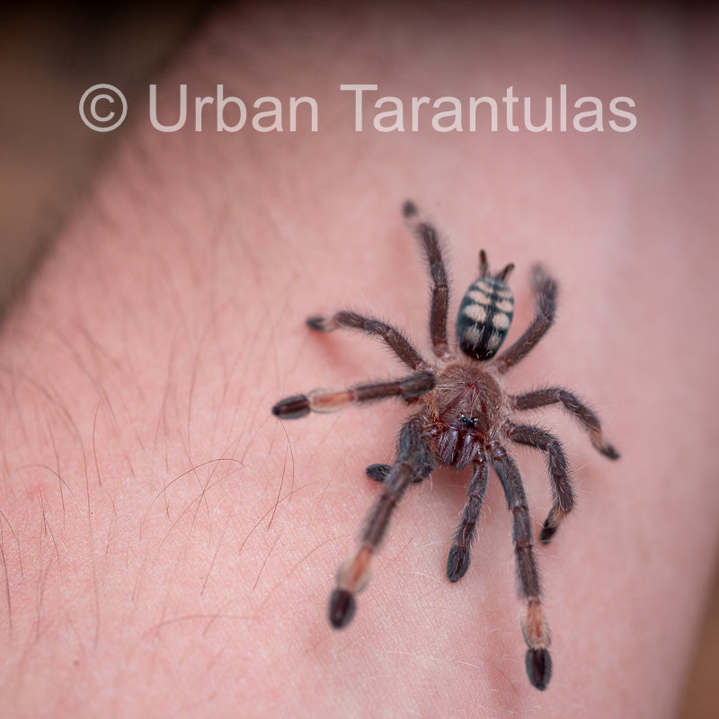Venezuelan Sun Tiger - Psalmophoeus irminia
