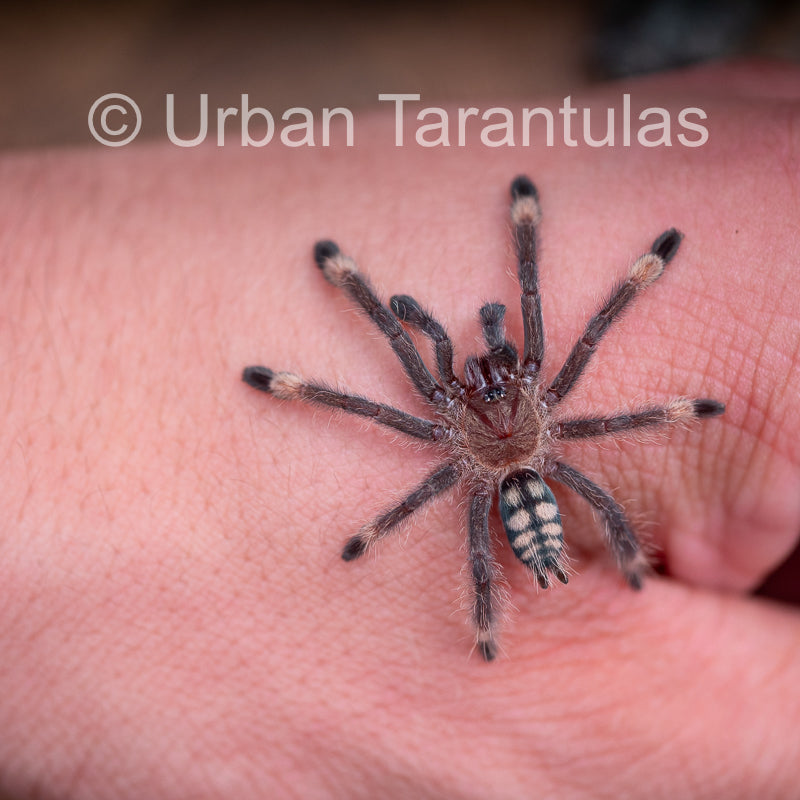 Venezuelan Sun Tiger - Psalmophoeus irminia