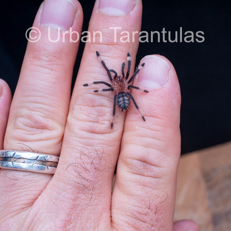 Venezuelan Sun Tiger - Psalmophoeus irminia
