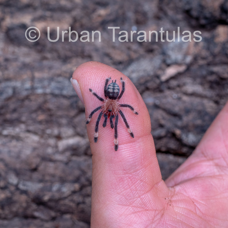 Venezuelan Sun Tiger - Psalmophoeus irminia