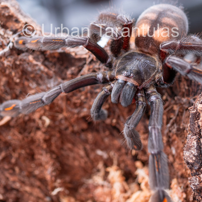 Venezuelan Sun Tiger - Psalmophoeus irminia