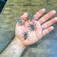 Monocentropus balfouri - Socotra Island Blue Baboon Tarantula Communal