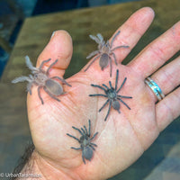 Monocentropus balfouri - Socotra Island Blue Baboon Tarantula Communal