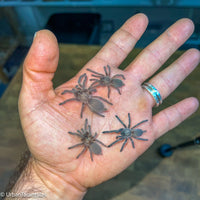 Monocentropus balfouri - Socotra Island Blue Baboon Tarantula Communal