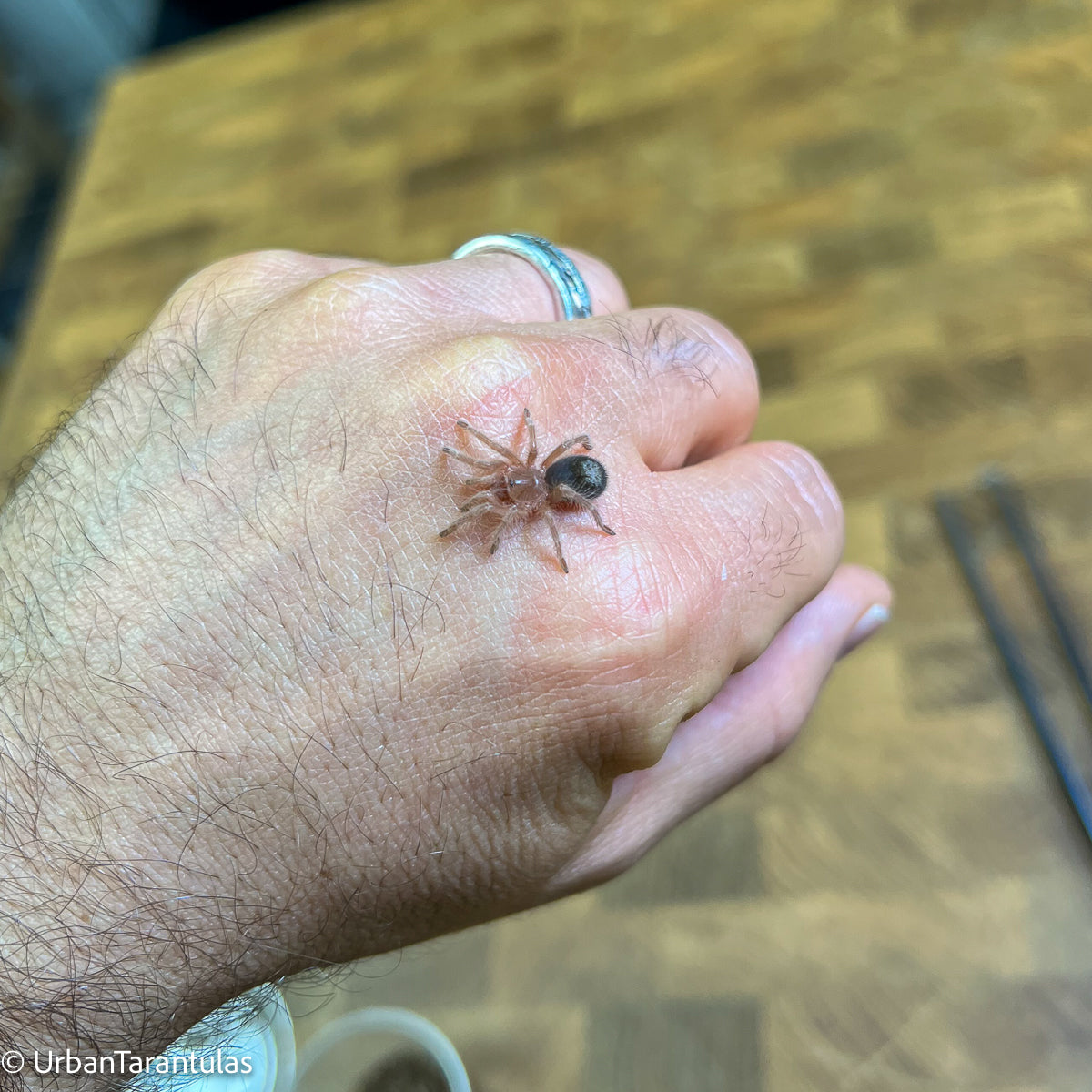 Chaco Golden Knee Babies and Females