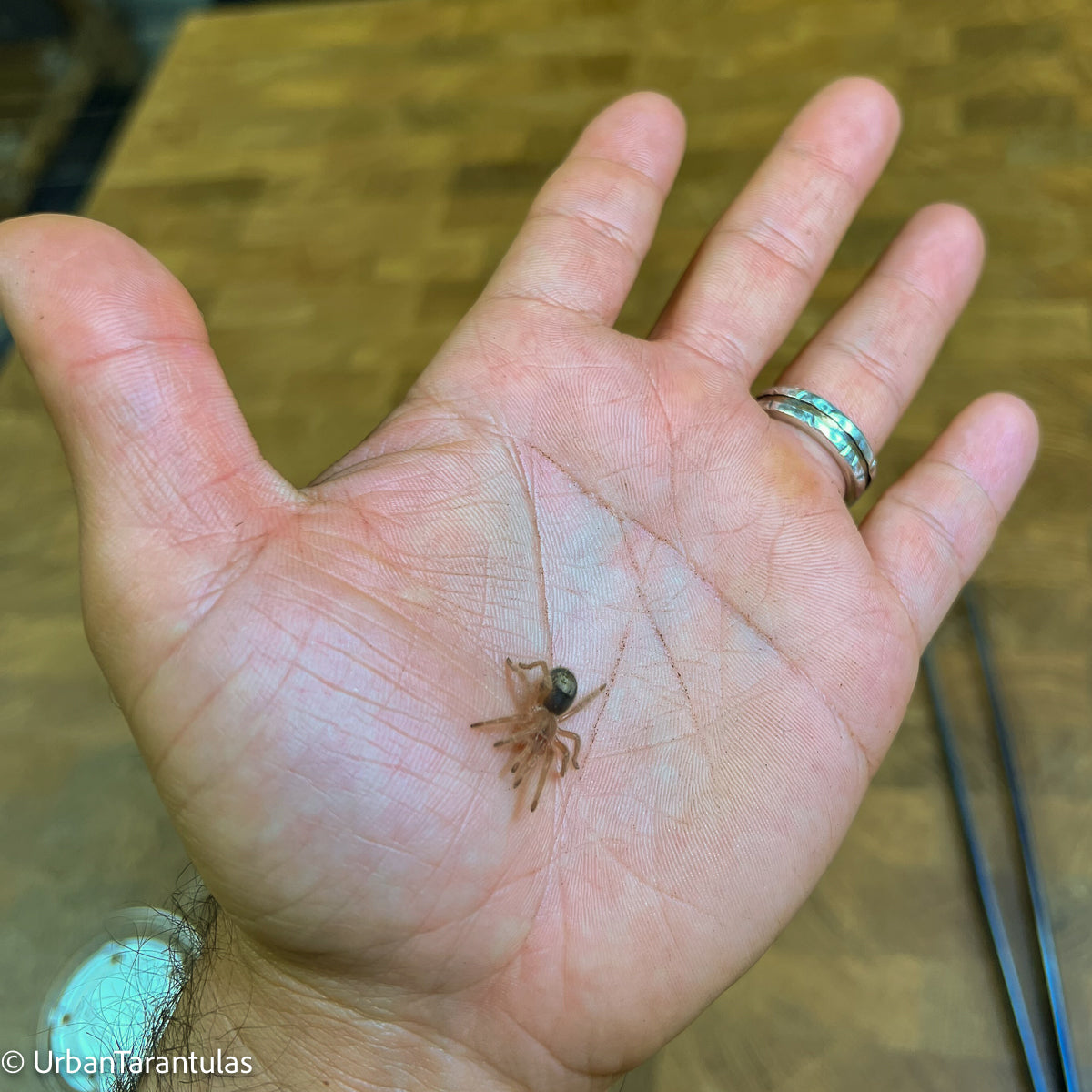 Chaco Golden Knee Babies and Females