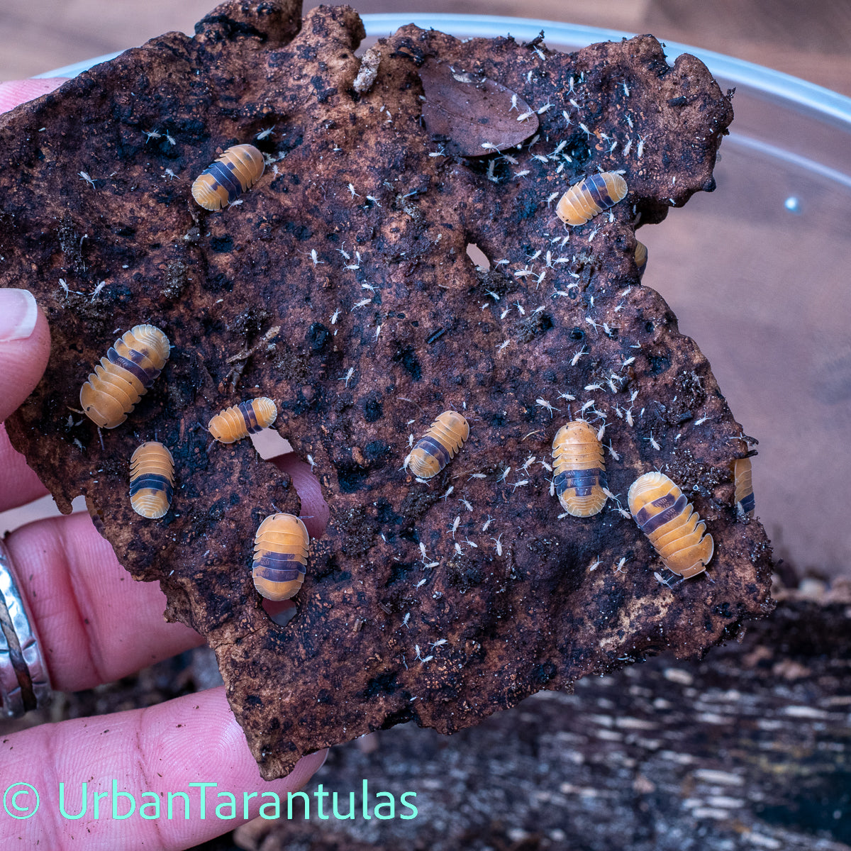 Cubaris sp. Amber Duckys