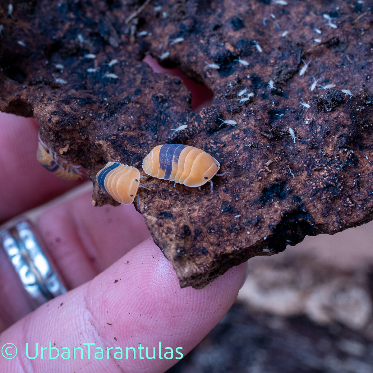 Cubaris sp. Amber Duckys