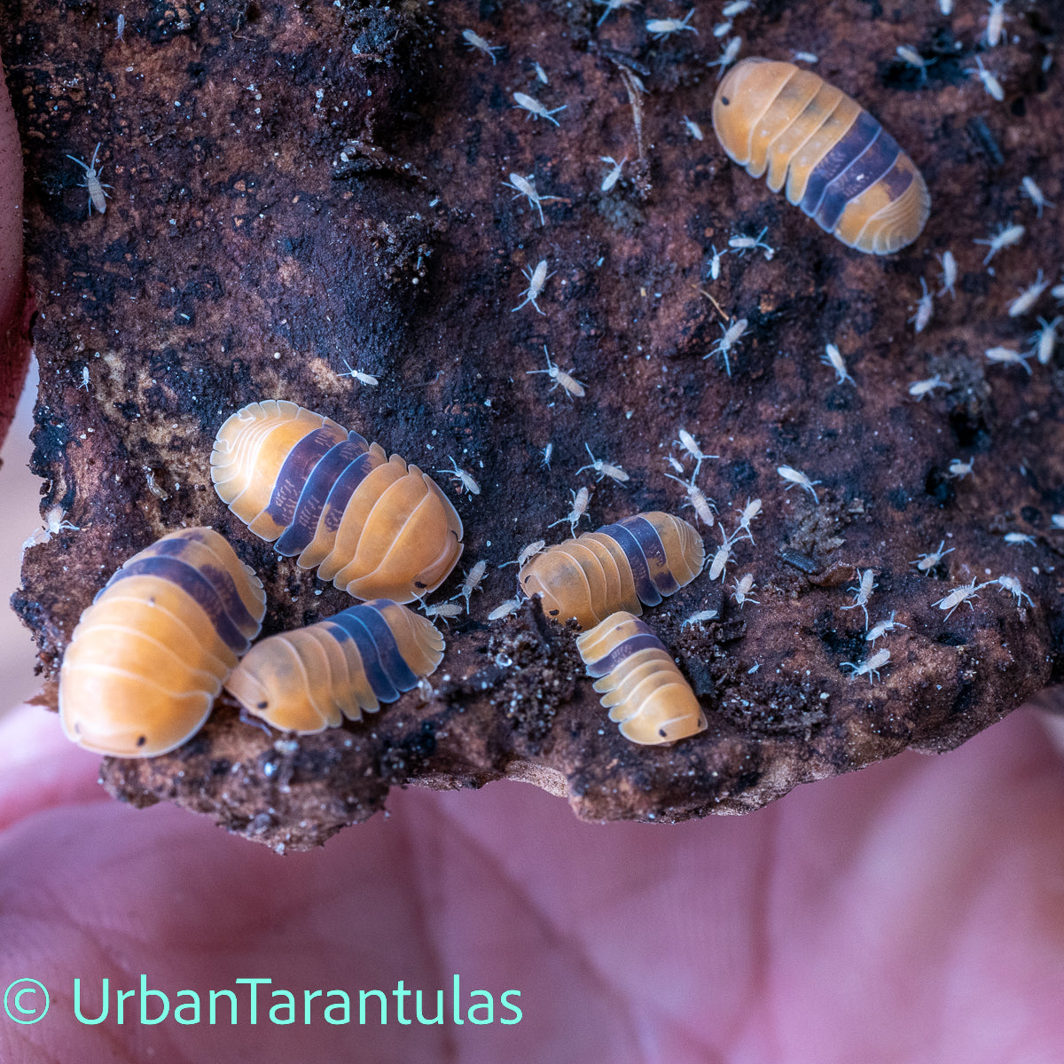Cubaris sp. Amber Duckys