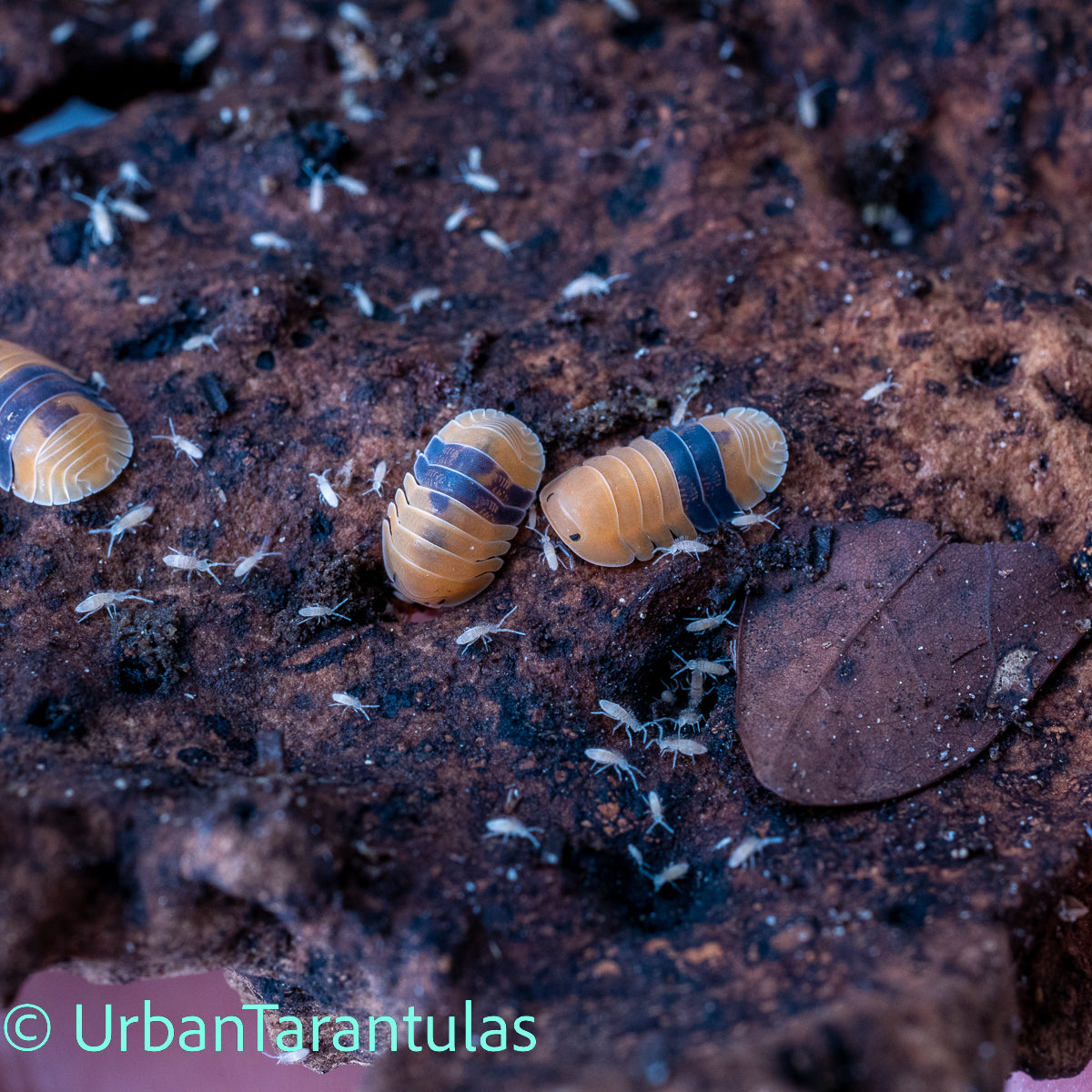Cubaris sp. Amber Duckys