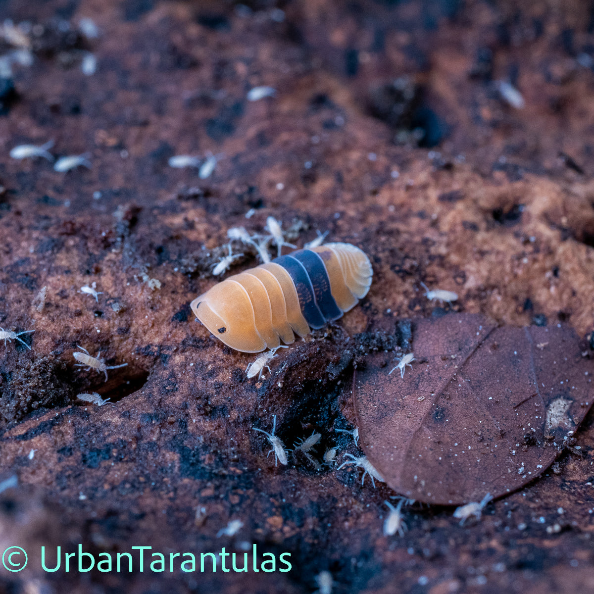 Cubaris sp. Amber Duckys