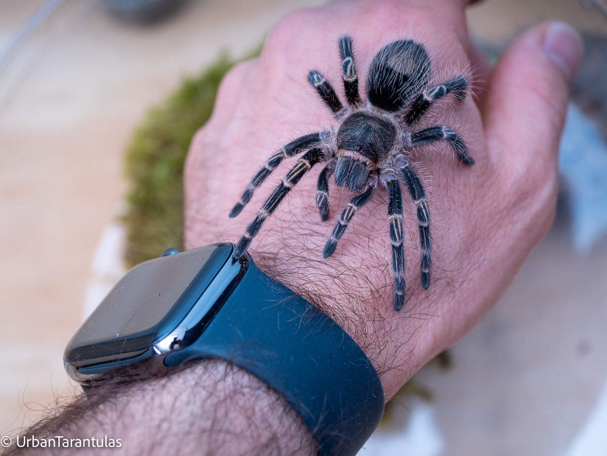 Grammastola Pulchripes - Golden Knee Chaco - UrbanTarantulas