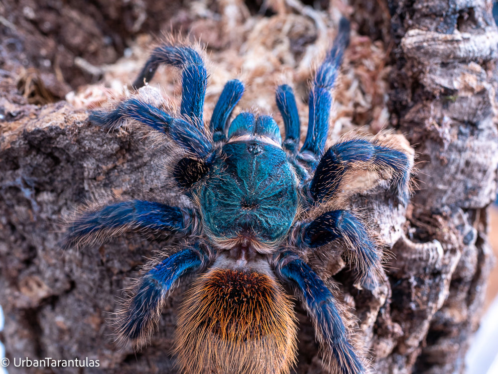 Greenbottle Blue Tarantula - Chromatopelma cyanapubescense