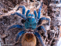 Greenbottle Blue Tarantula - Chromatopelma cyanapubescense