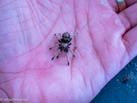 Greenbottle Blue Tarantula - Chromatopelma cyanapubescense