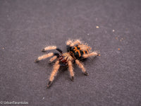Greenbottle Blue Tarantula - Chromatopelma cyanapubescense