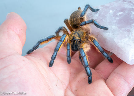 Harpactira Pulchripes - Golden Blue Leg Baboon (Young Adult Female) - UrbanTarantulas