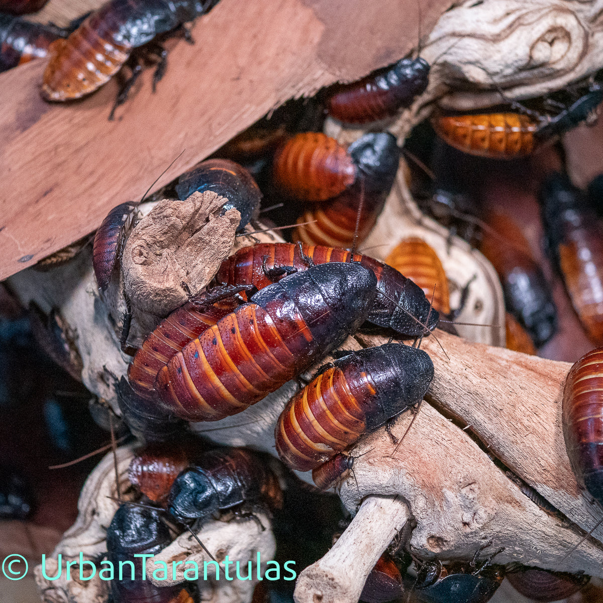 Madagascar Hissing Cockroaches - Gromphadorhina Portentosa