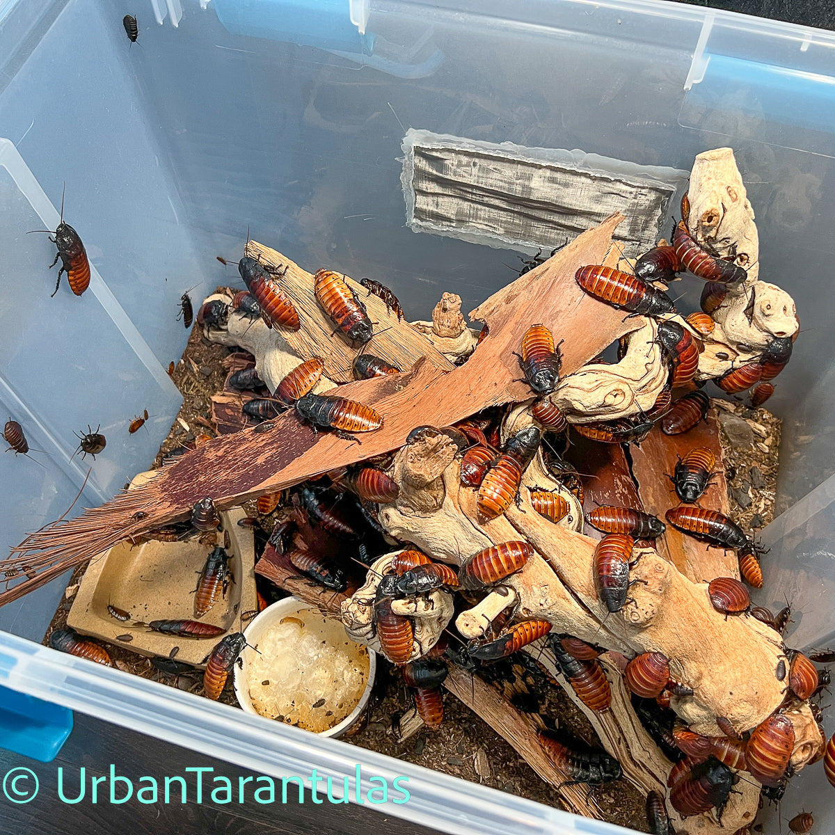 Madagascar Hissing Cockroaches - Gromphadorhina Portentosa