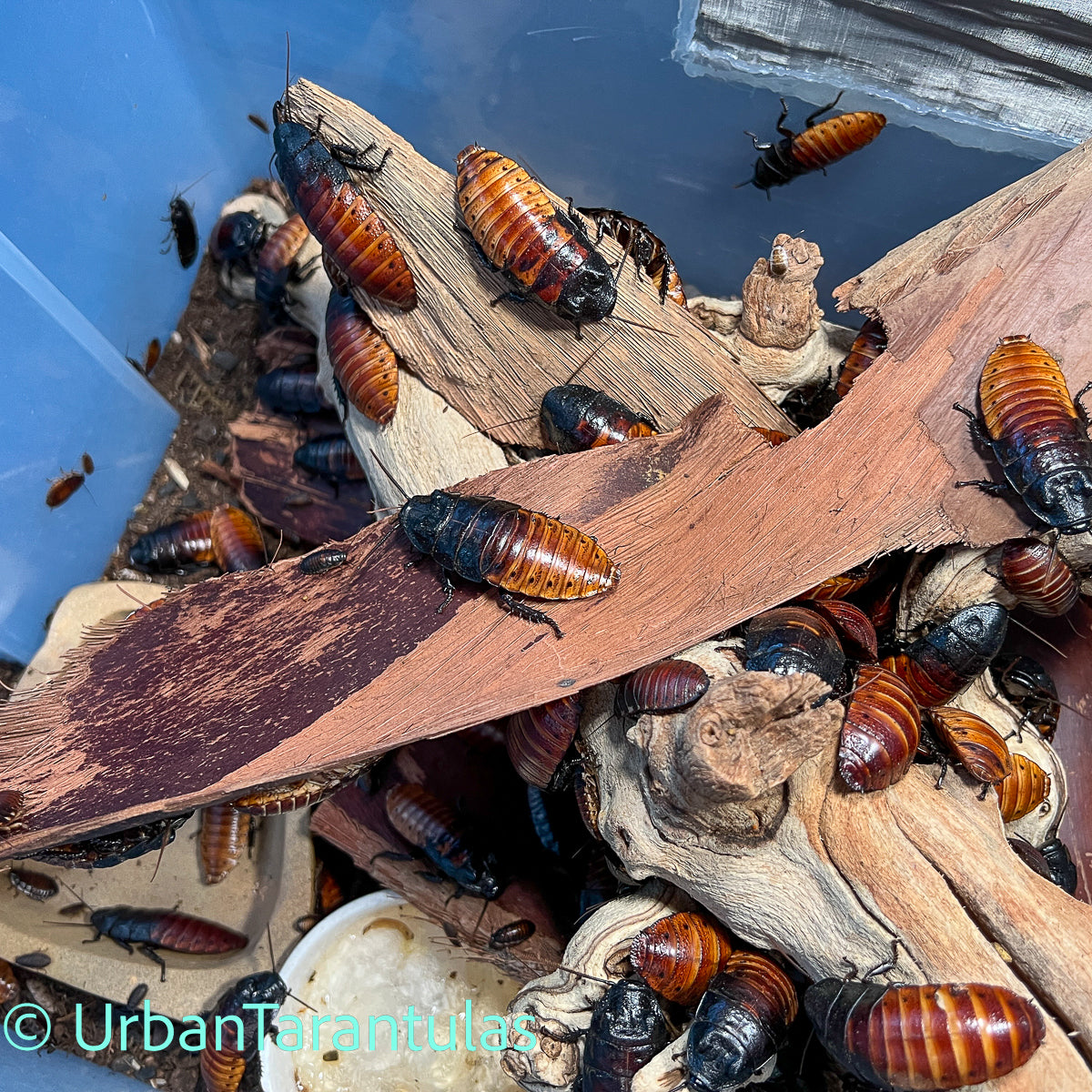 Madagascar Hissing Cockroaches - Gromphadorhina Portentosa