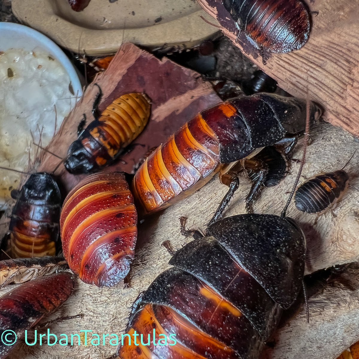 Madagascar Hissing Cockroaches - Gromphadorhina Portentosa