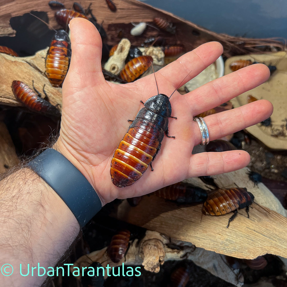 Madagascar Hissing Cockroaches - Gromphadorhina Portentosa