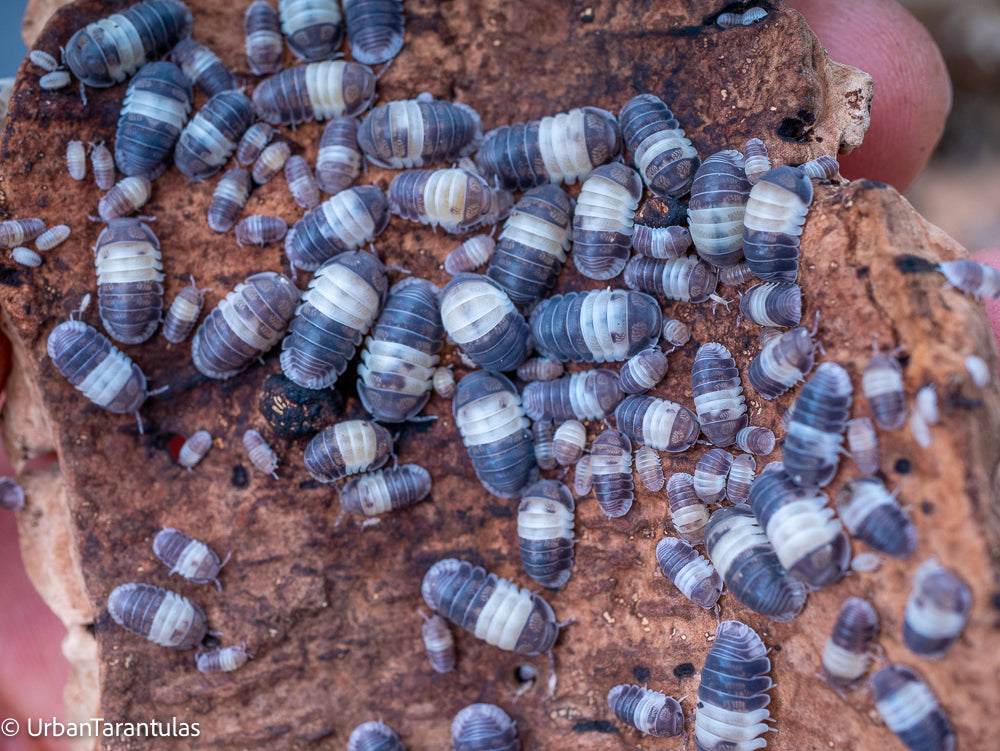 Cubaris sp. Panda King Isopod
