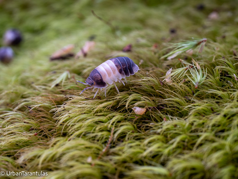 Cubaris sp. Panda King Isopod