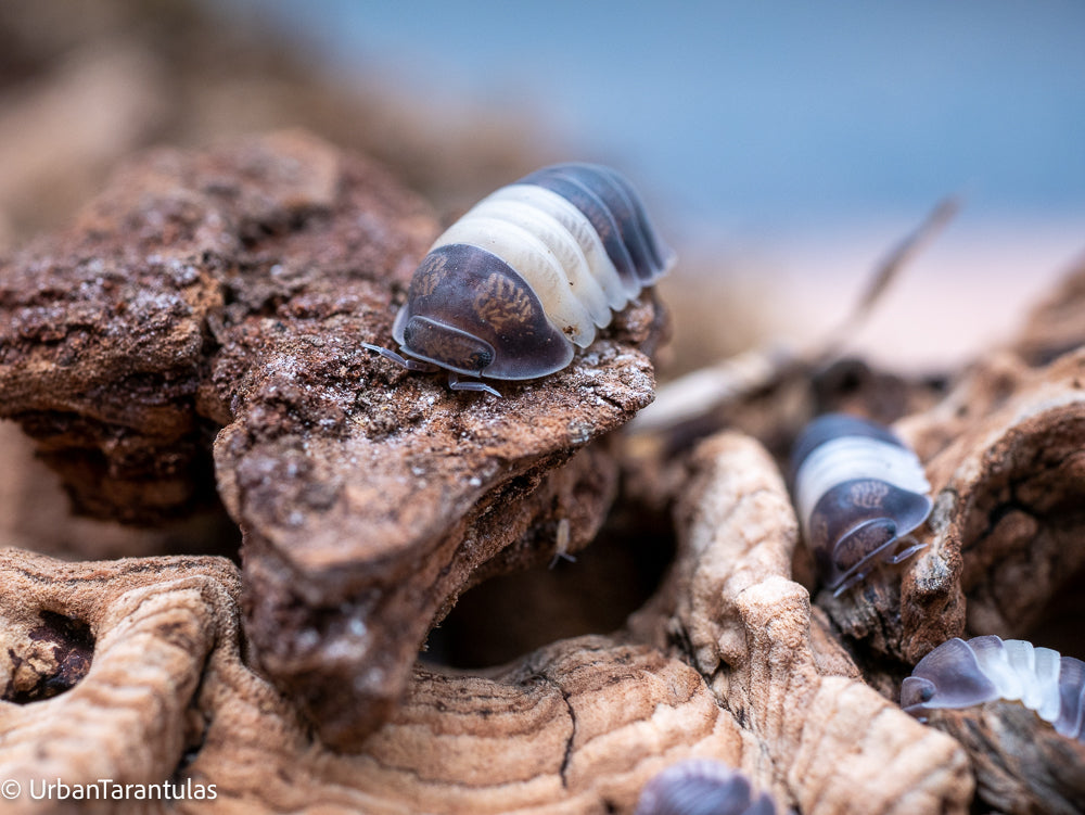 Cubaris sp. Panda King Isopod