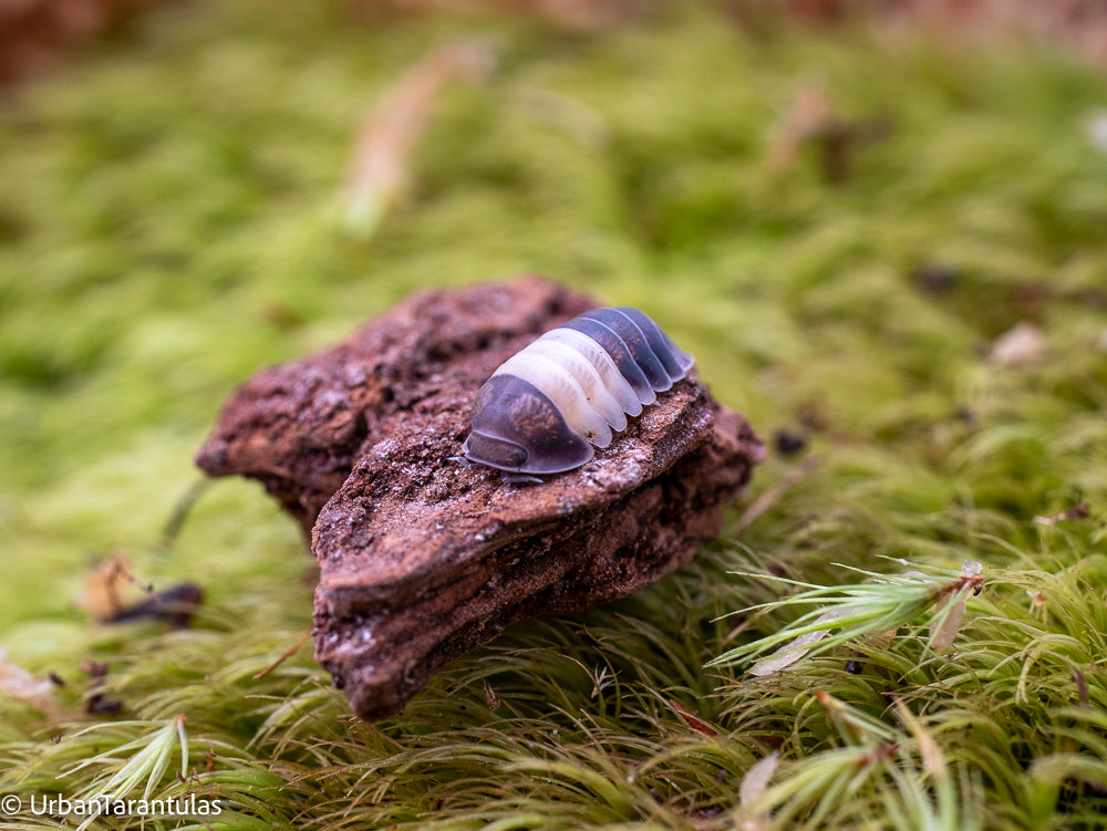 Cubaris sp. Panda King Isopod