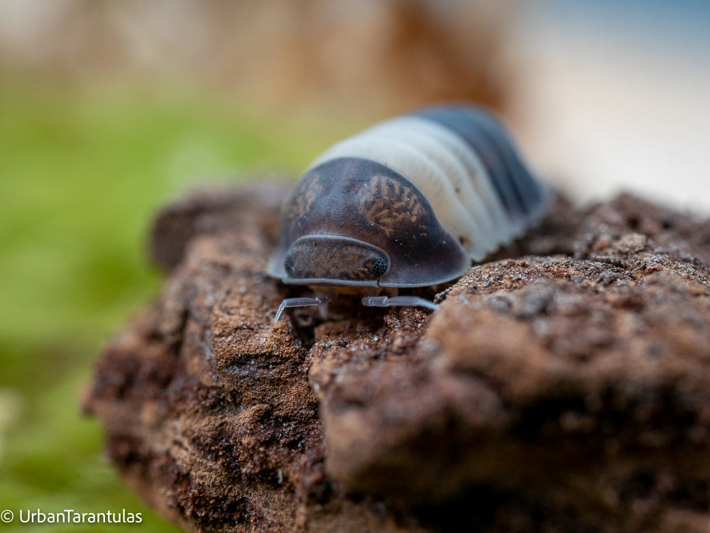 Cubaris sp. Panda King Isopod