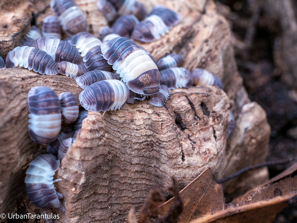 Cubaris sp. Panda King Isopod