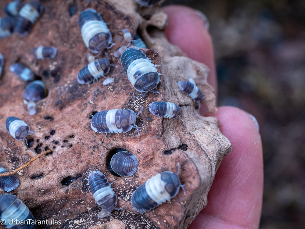 Cubaris sp. Panda King Isopod
