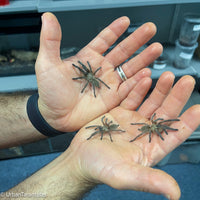 Monocentropus balfouri - Socotra Island Blue Baboon Tarantula Communal