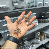 Monocentropus balfouri - Socotra Island Blue Baboon Tarantula Communal