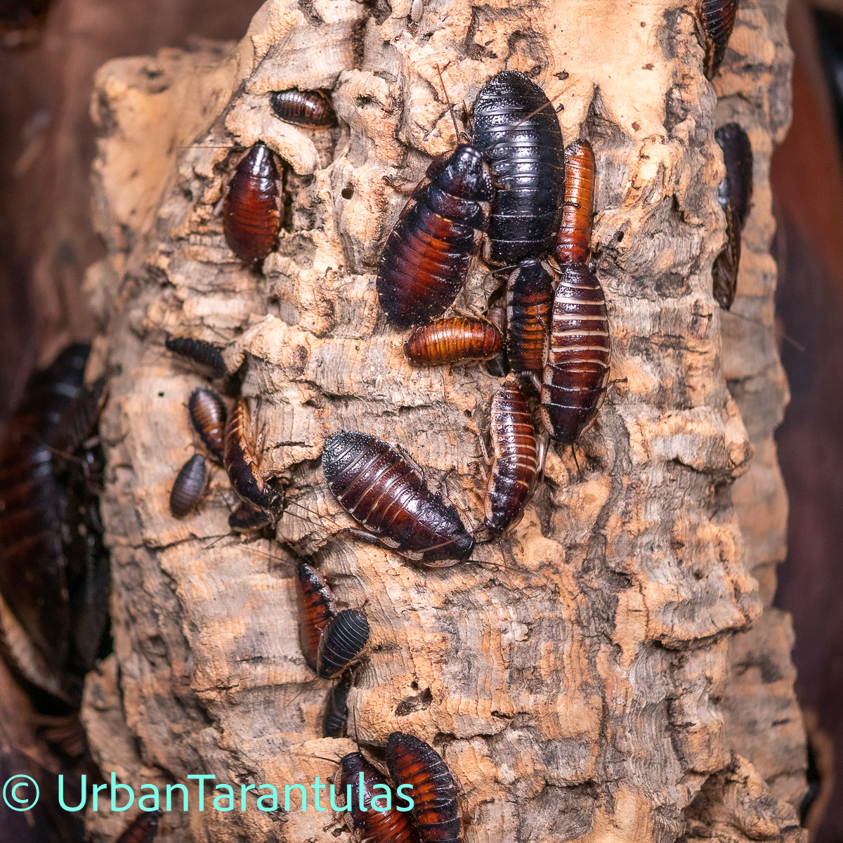 Black Tiger Hissing Cockroach - Gromphadorhina Grandidier