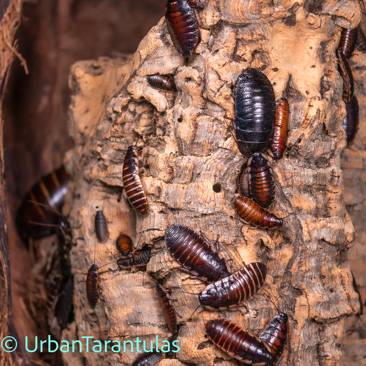 Black Tiger Hissing Cockroach - Gromphadorhina Grandidier