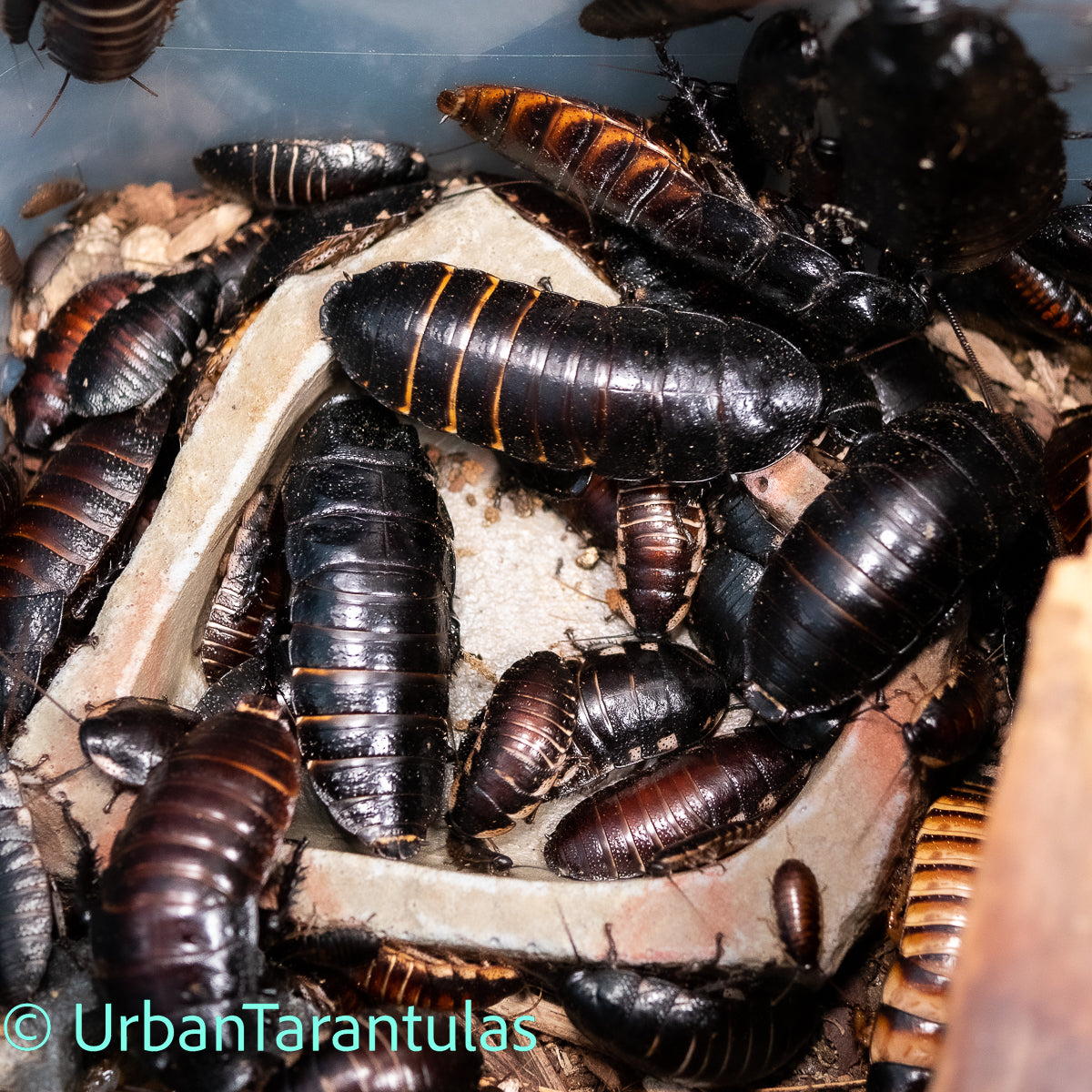 Black Tiger Hissing Cockroach - Gromphadorhina Grandidier