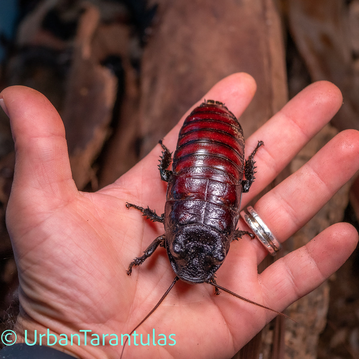 Black Tiger Hissing Cockroach - Gromphadorhina Grandidier