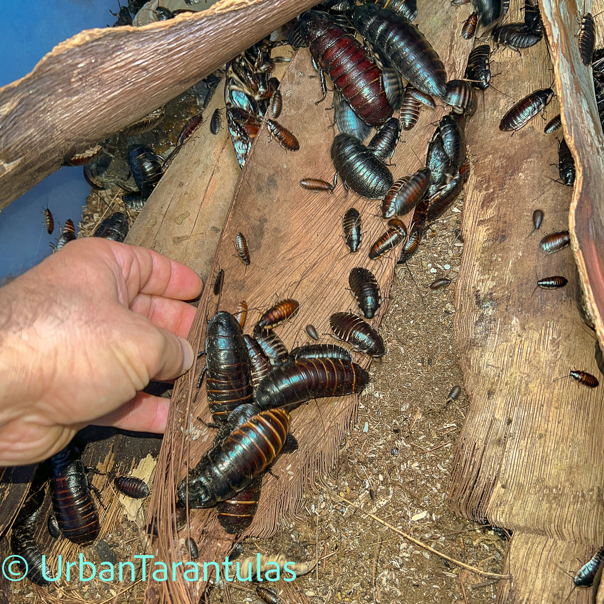Black Tiger Hissing Cockroach - Gromphadorhina Grandidier
