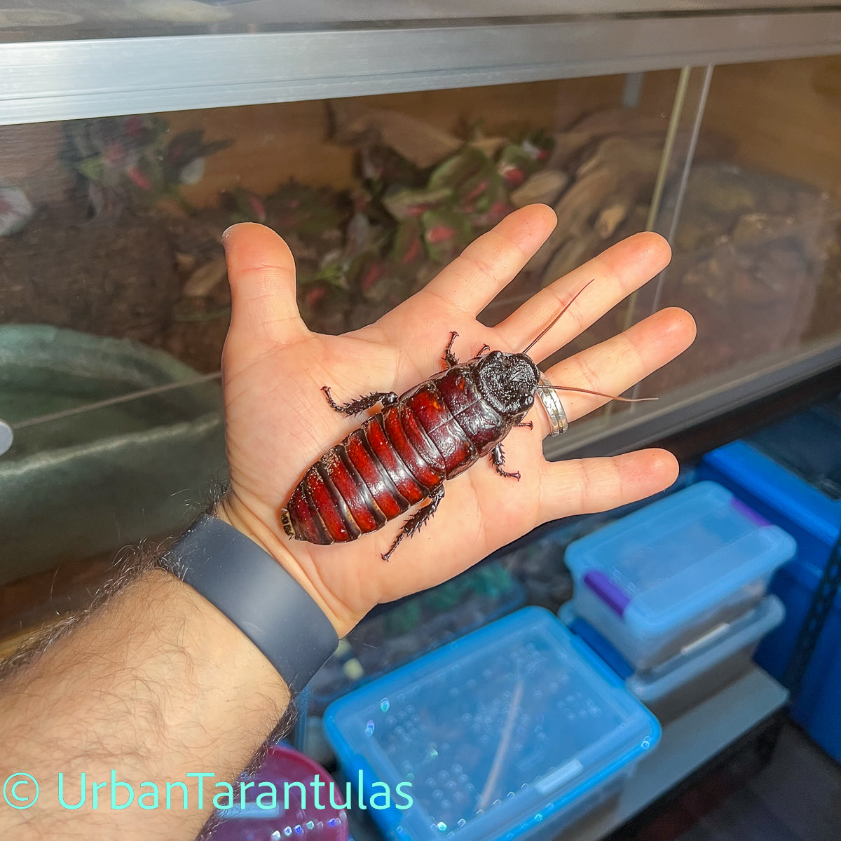 Black Tiger Hissing Cockroach - Gromphadorhina Grandidier